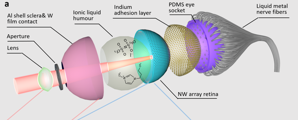 超人类46倍的世界首枚“仿生眼”强在哪儿! - 知乎