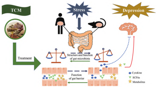 抑郁症与肠道微生物 抑郁症与肠道微生物