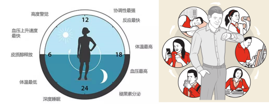 昼夜节律紊乱 昼夜节律紊乱