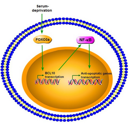 FOXO3a基因 FOXO3a基因