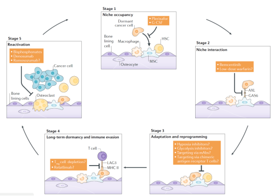 休眠癌细胞与微环境的相互作用 休眠癌细胞与微环境的相互作用