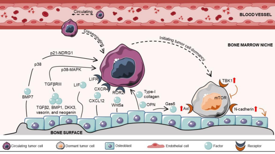 肿瘤监测和复发预警 肿瘤监测和复发预警
