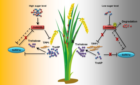 植物合成胰岛素的创新思路 植物合成胰岛素的创新思路