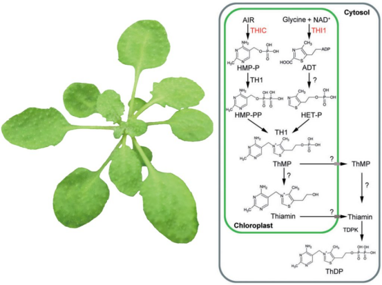 植物合成胰岛素 植物合成胰岛素