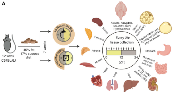 研究证实间歇性禁食可降低心血管疾病 研究证实间歇性禁食可降低心血管疾病
