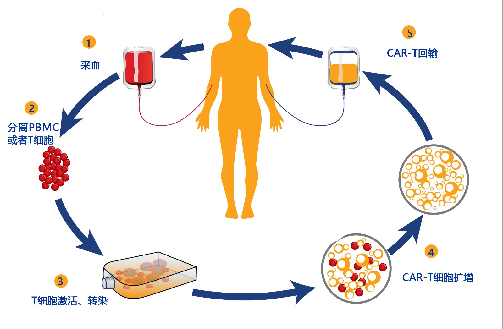 细胞治疗技术为疾病治疗带来新希望 细胞治疗技术为疾病治疗带来新希望
