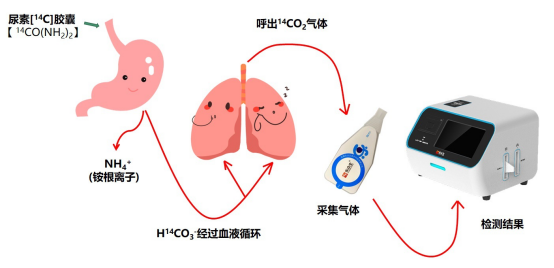 呼气检测仪工作原理
