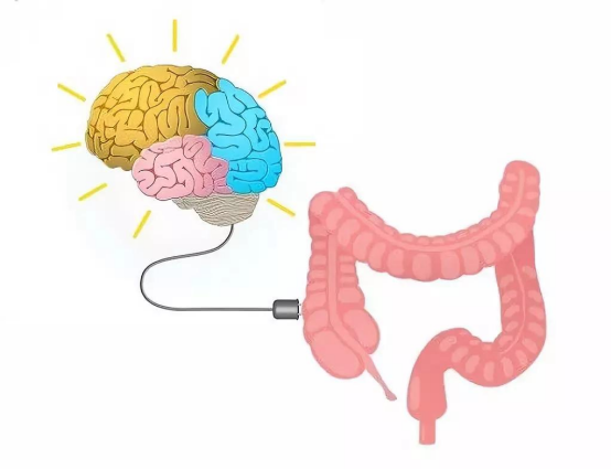 肠道菌群与大脑神经递质 肠道菌群与大脑神经递质