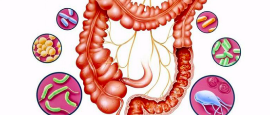 健康菌群修复肠脑轴 健康菌群修复肠脑轴