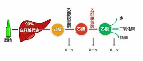 酒精代谢双酶作用机制 酒精代谢双酶作用机制