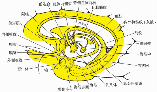 嗅觉是在大脑的那个中枢控制