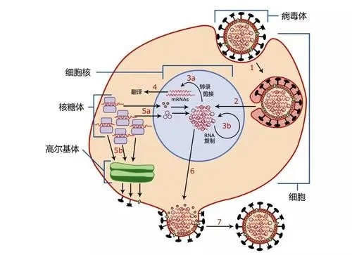 病毒侵入视网膜全过程