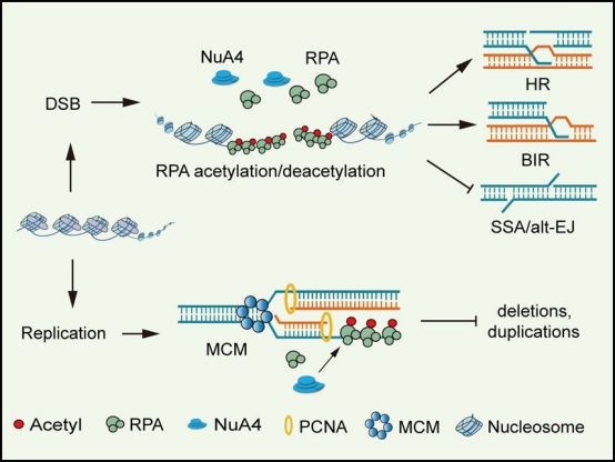 从激素时代到基因修复的跨越