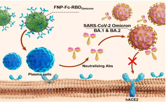 12343045224466425.png 12343045224466425.png