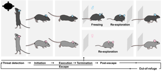 健康小鼠积极探索迷宫，移植抑郁菌群的小鼠蜷缩角落