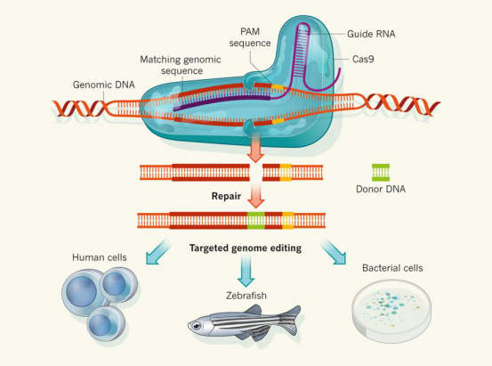 CRISPR-Cas9技术切割突变基因