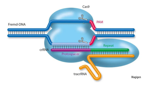基因编辑过程动态