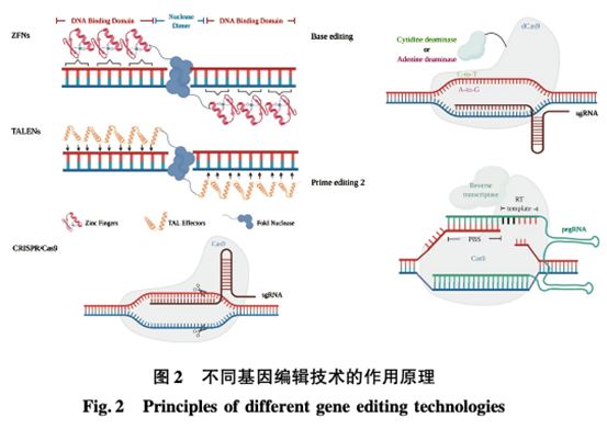 基因编辑过程示意图