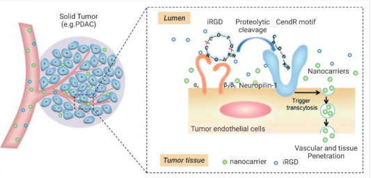 药物作用机制图