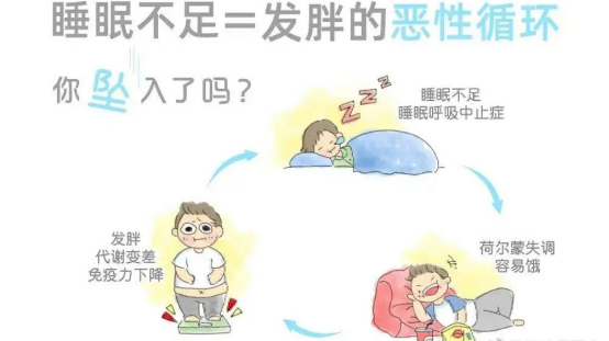 睡眠与肥胖关联图：标注生长激素分泌峰值与褪黑素代谢路径