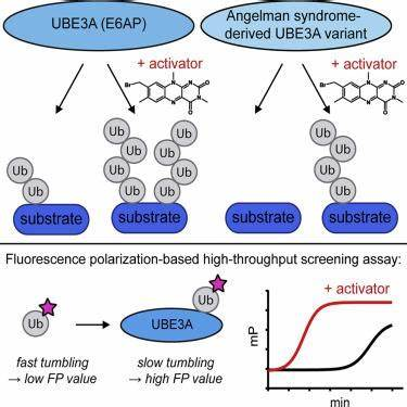 15号染色体上的致命缺失
