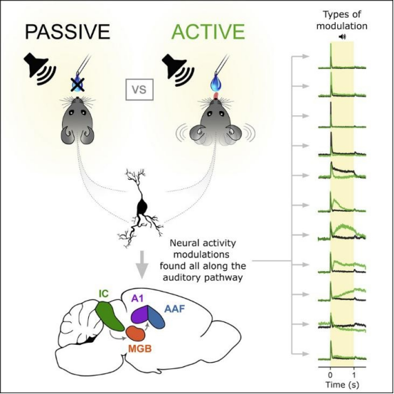 听觉通路神经重塑动态示意图 听觉通路神经重塑动态示意图