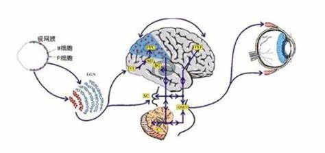 智能眼镜调控脑细胞