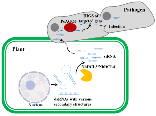 插入基因沉默作用机制动态图
