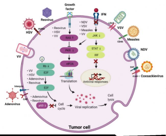 溶瘤病毒攻击肿瘤细胞