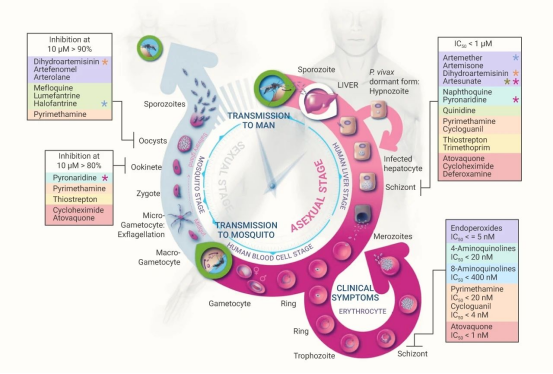疟原虫抗药机制