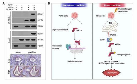 胰腺细胞重编程动态