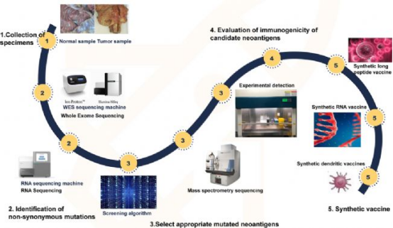 个体化癌症疫苗原理、新生抗原技术