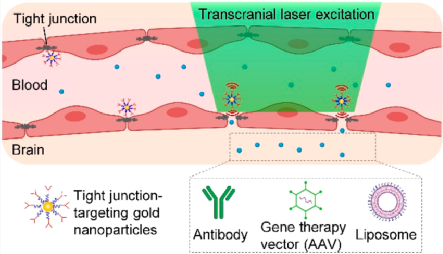 血脑屏障难题、纳米粒子靶向治疗