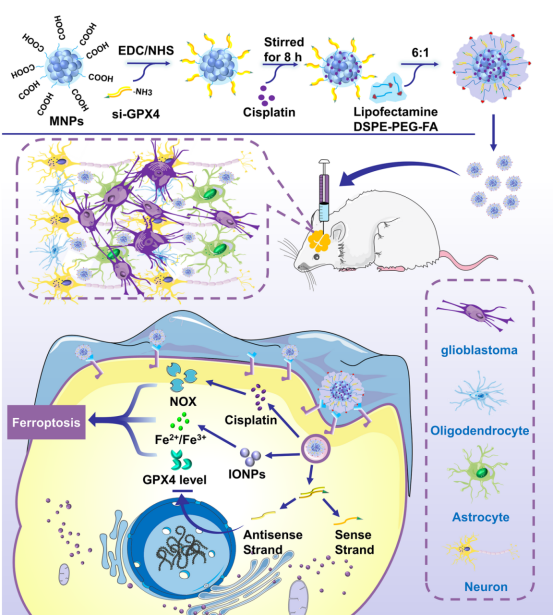 脑胶质瘤生存率、纳米粒子副作用
