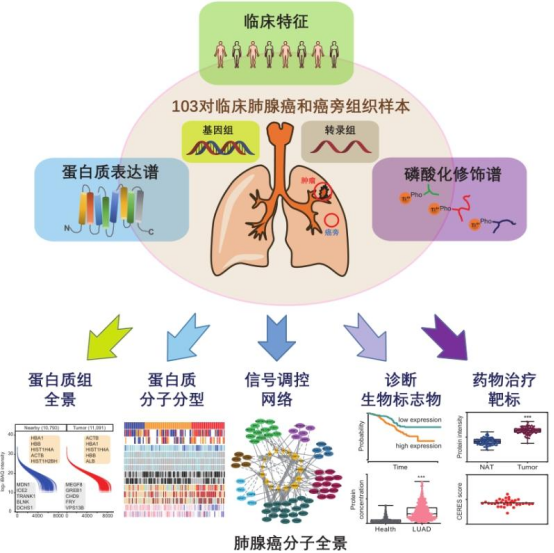 肺癌年轻化、PM2.5致癌机制