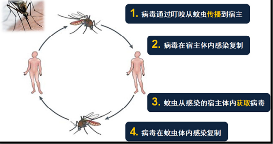 病毒突破蚊虫肠壁进入血淋巴