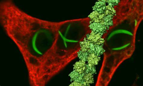 裂谷热病毒变异、疫苗研发突破