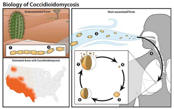 裂谷热家庭防护、疫区生存指南