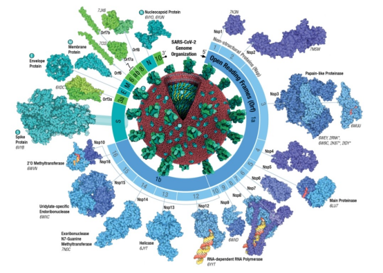 插入病毒进化树：2015-2025年主要流行株变异路径