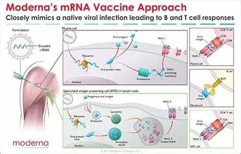 疫苗技术迭代、联合免疫
