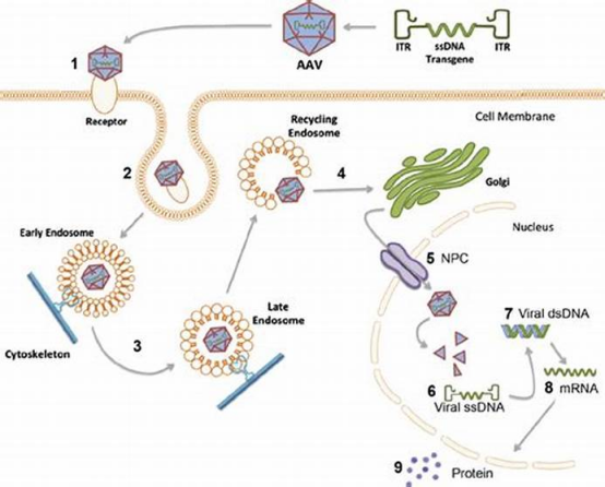 3D动画展示腺相关病毒载体装载DNA过程，标注关键生物元件