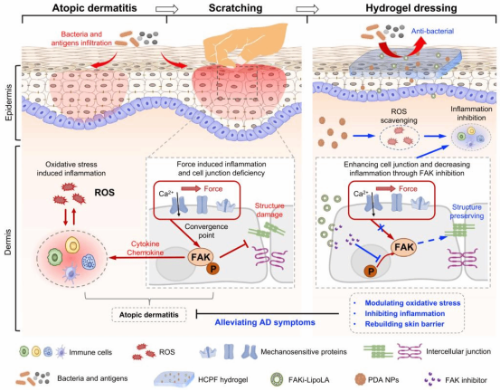 治疗流程图解，标注各阶段技术协同作用机制