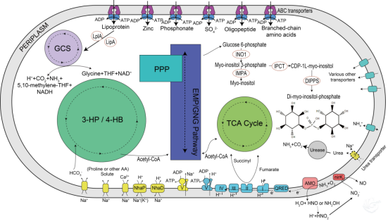 古菌代谢路径动态示意图