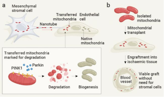 低温电镜下的线粒体移植过程动态图