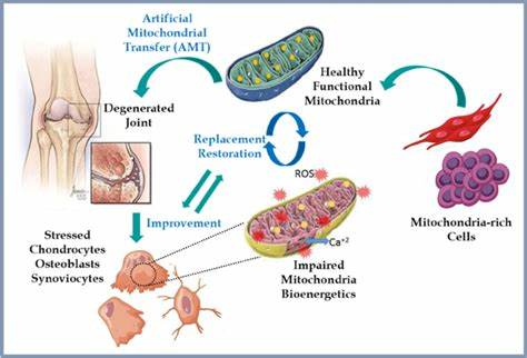 线粒体移植手术流程图解