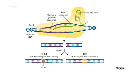 CRISPR-Cas9系统编辑TGM1基因动态示意图