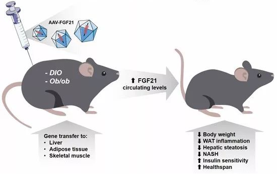 基因治疗实验室全景，小鼠实验对比视频