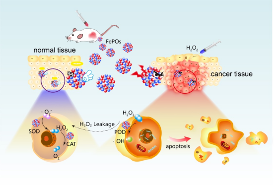 酶替代治疗机制动态示意图