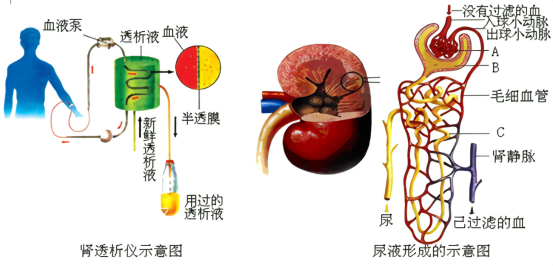 仿生肾脏工作原理动态演示，纳米膜电镜图，生物反应器实物拆解