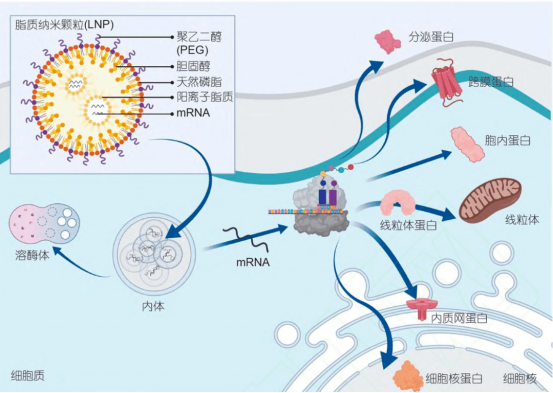 疫苗作用机制动态演示，抗原-抗体结合分子模拟动画